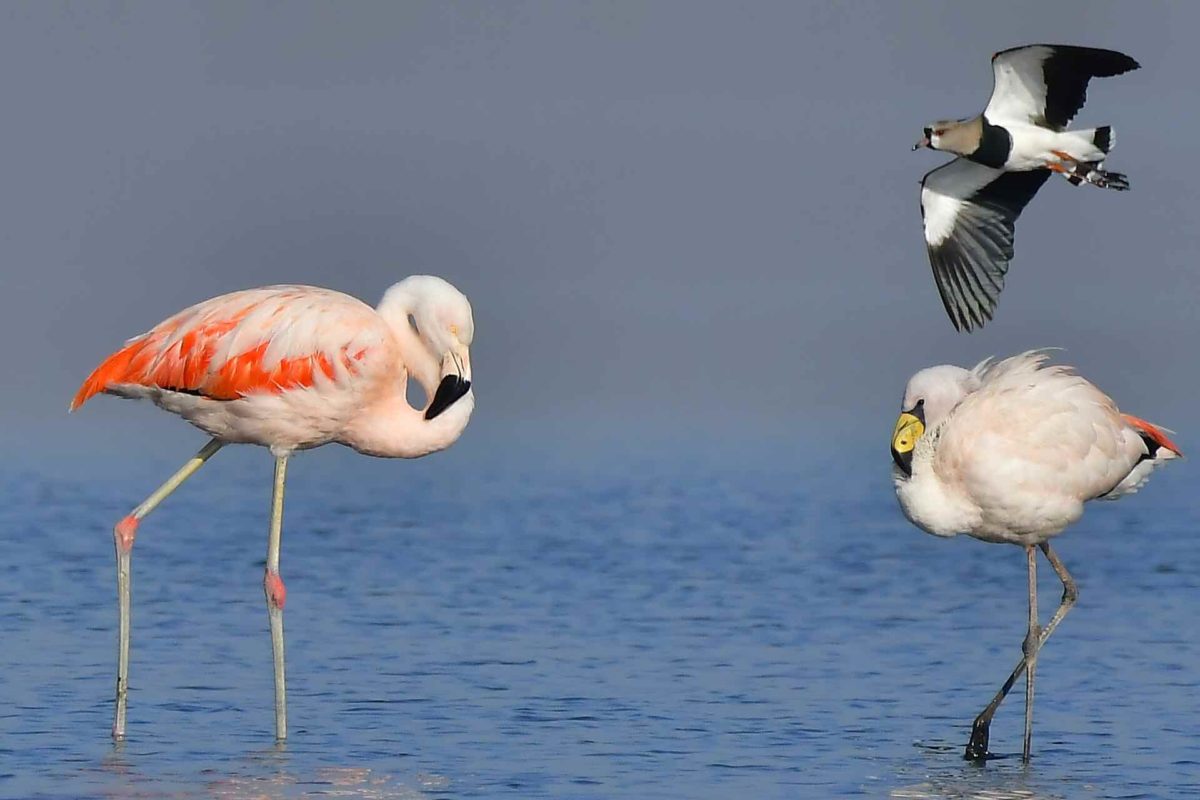 flamencos